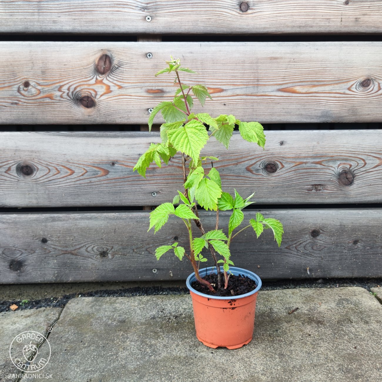 Obrázok Malina červená, remontantná (Rubus idaeus) ´HÉRITAGE´ - výška 10-20 cm, kont. P13